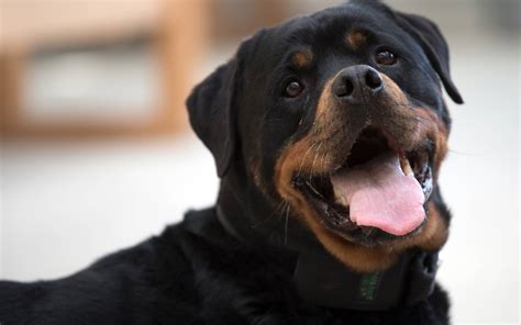 Gefängnis in Köln: Spürhund Rottweiler Yam hat ein Näschen für 